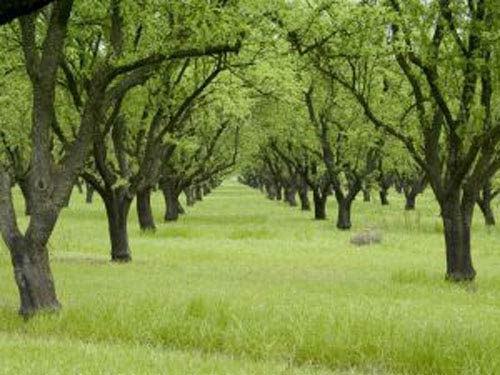 The Orchard